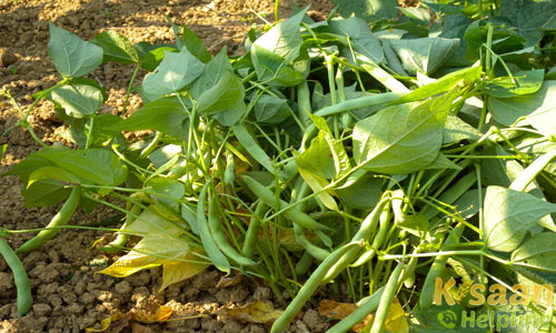 टीपीयू-4 (TPU-4 )